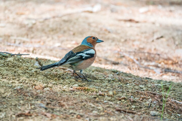 Common chaffinch, Fringilla coelebs, sits on the ground in spring. Common chaffinch in wildlife.