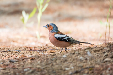 Common chaffinch, Fringilla coelebs, sits on the ground in spring. Common chaffinch in wildlife.