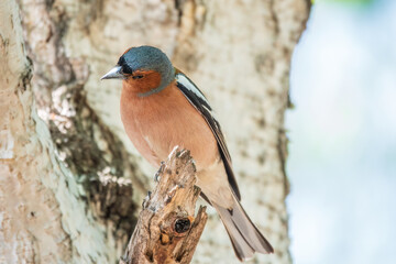 Common chaffinch, Fringilla coelebs, sits on a tree. Common chaffinch in wildlife.
