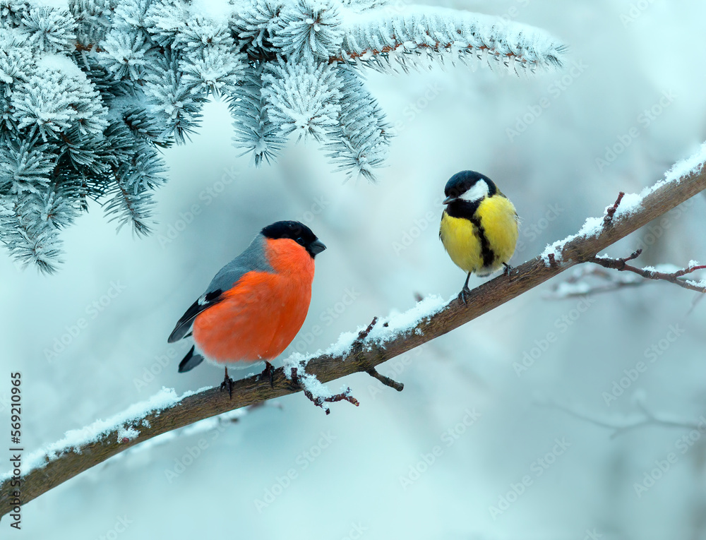 Wall mural birds sneer and tit sit on a branch in a winter snow park