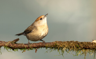 A close up of a single female blackcap sat on a tree branch