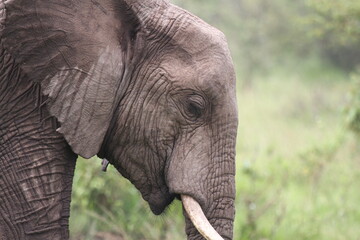 Portrait of a young elephant grazing grass