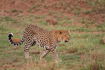 Leopard walking down a rocky hill slope with one paw raised
