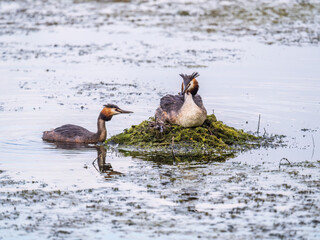 A pair of water birds, Great Crested Grebe, feeding chick at nest.