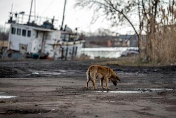 stray dog drinks water from a puddle near a damaged ship in Ukraine
