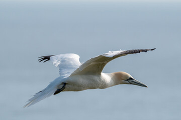 Close up of a northern gannet flying in blue skies over the sea and Bempton Cliffs at nature...