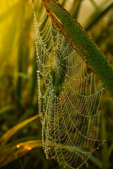 Dew drops on cobweb and grass leaf