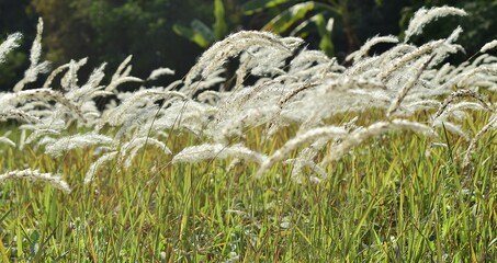 The grass has dew on the top of the grass.