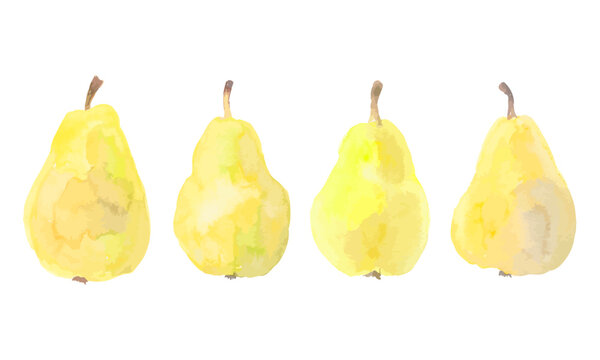 Yellow vector pears. Ripe juicy fruits. Watercolor hand drawn illustration isolated on white for packing design.