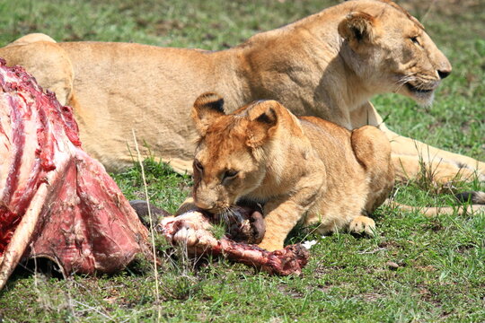 Close-up of a lion cub chewing on buffalo bone, lioness resting beside him