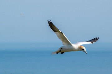 Fototapeta na wymiar Close up of a northern gannet flying in blue skies over the sea and Bempton Cliffs at nature reserve in east Yorkshire, UK