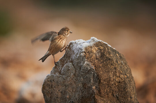 Cute common linnet bird running on stone