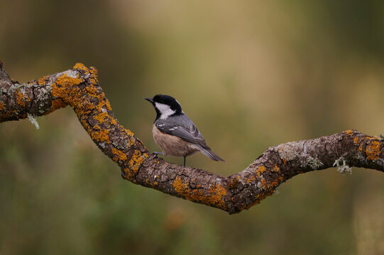 Cute little Carbonero garrapinos bird on branch
