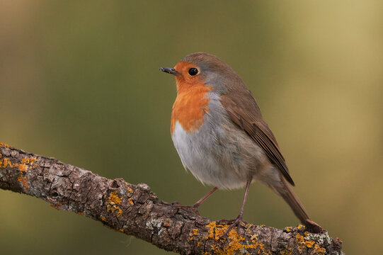 Curious robin bird sitting sitting on branch tree