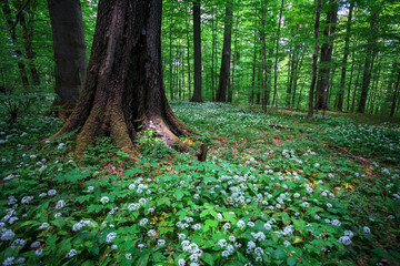 spring in the forest