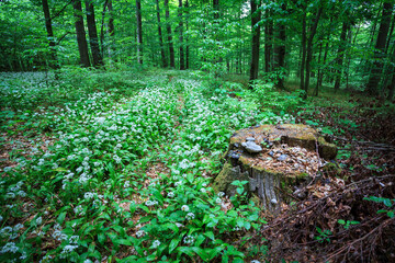 tree stump in spring forest
