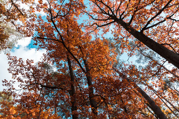 The golden colors of autumn leaves, a close-up of a branch backlit by the morning sun.