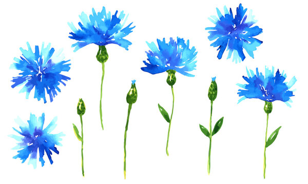 Vector cornflowers. Blue beautiful meadow wildflowers set. Hand drawn watercolor illustration. Isolated on white background.
