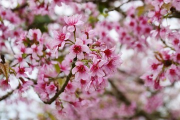 Thailand's cherry blossoms are in full bloom in the spring