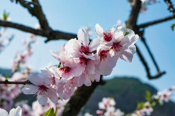 Close-up of gorgeous white blossoming almond blossoms on a sunny spring day in Rheinhessen/Germany