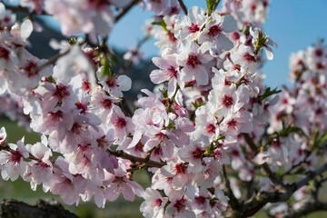 Close-up of gorgeous white blossoming almond blossoms on a sunny spring day in Rheinhessen/Germany