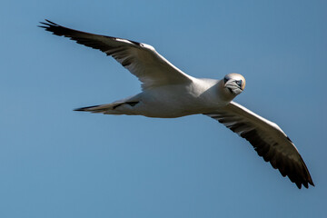 Close up of a northern gannet flying in blue skies over the sea and Bempton Cliffs at nature reserve in east Yorkshire, UK