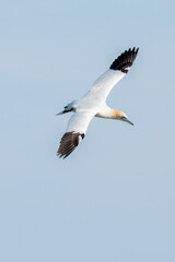 Fototapeta na wymiar Close up of a northern gannet flying in blue skies over the sea and Bempton Cliffs at nature reserve in east Yorkshire, UK