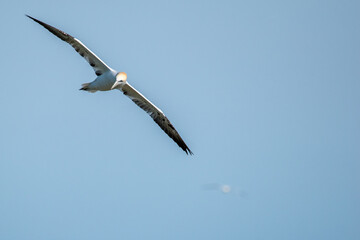 Close up of a northern gannet flying in blue skies over the sea and Bempton Cliffs at nature reserve in east Yorkshire, UK