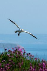 Northern gannet coming in to land at Bempton Cliffs nature reserve in east Yorkshire, UK