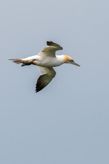 Close up of a northern gannet flying in blue skies over the sea and Bempton Cliffs at nature reserve in east Yorkshire, UK