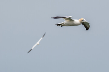 Close up of a northern gannet flying in blue skies over the sea and Bempton Cliffs at nature reserve in east Yorkshire, UK
