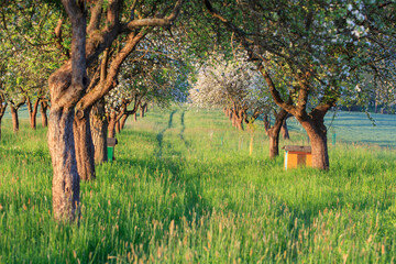 blooming apple trees in the orchard in spring