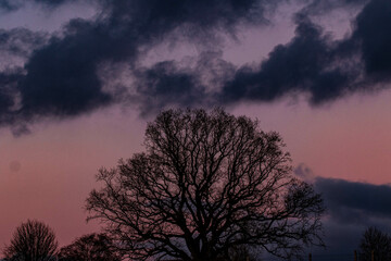 Aesthetic pink and purple candyfloss clouds and trees sillhouette background