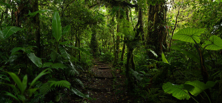 Narrow path in tropical forest