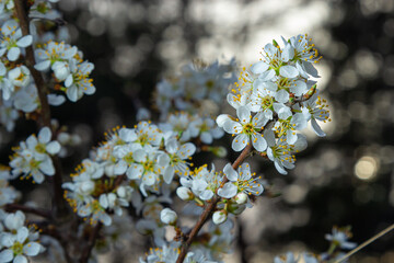 Blackthorn prunus spinosa sloe plant shrub white flower bloom blossom detail spring wild fruit