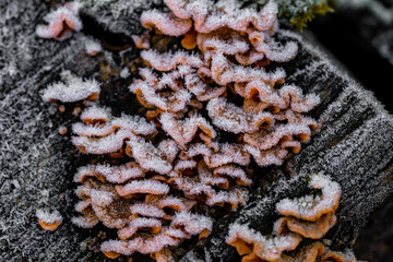 Frozen cluster of orange mushrooms covered in icicles on chopped down log