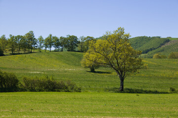 Fototapeta na wymiar Umbria countryside during sunny day of spring