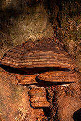 Aesthetic bracket fungi mushrooms growing on a tree trunk