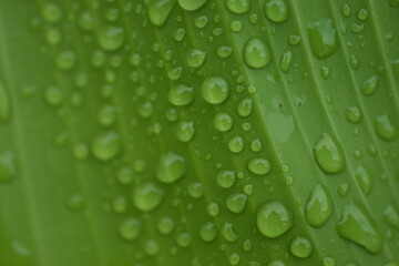 Dew drops from the mist perched on the lower surface of green banana leaves