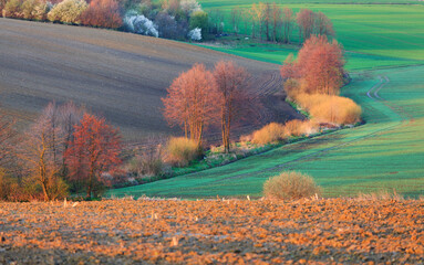 spring in the countryside, spring colors of the fields