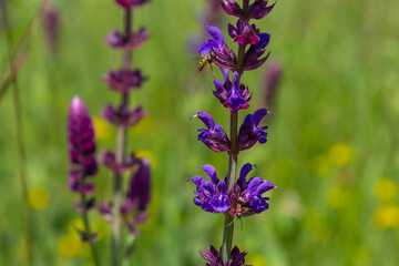 Macro of salvia sage blossoms as it just begins to bloom. Salvia deserta