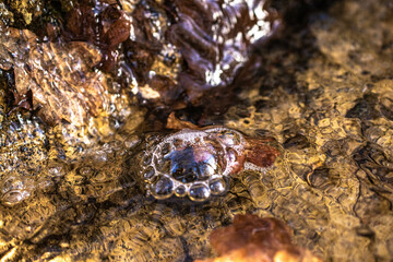 Bubbles and leaves  in the stream