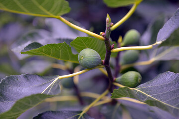 figs on tree