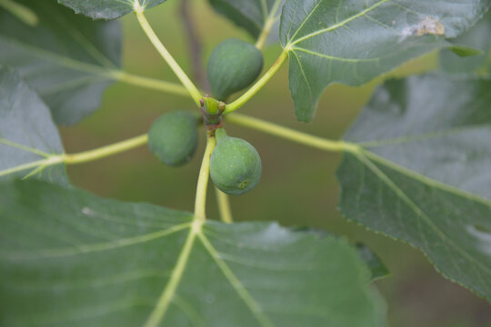 figs on tree