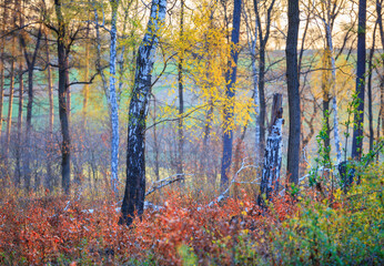 birches in the autumn forest