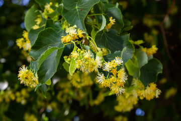 Linden tree flowers clusters tilia cordata, europea, small-leaved lime, littleleaf linden bloom. Pharmacy, apothecary, natural medicine, healing herbal tea, aromatherapy. Spring background