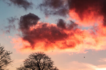 Aesthetic pink and purple candyfloss clouds and trees sillhouette background