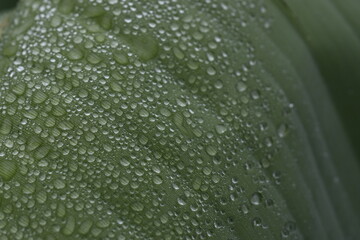 Dew drops from the mist perched on the lower surface of green banana leaves