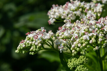 In the wild, elderberry herbaceous Sambucus ebulus blooms in summer