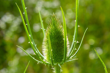 Dipsacus fullonum, wild teasel flowers in garden macro selective focus